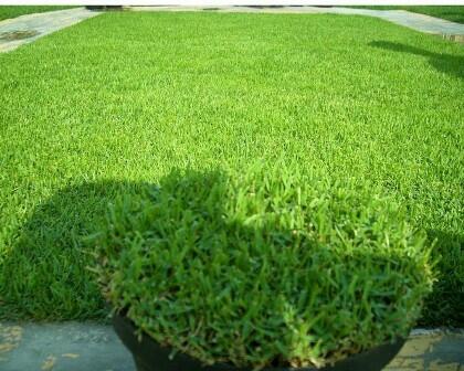7 Jenis Rumput ini Bisa Digunakan untuk Mempercantik Pekarangan Rumah Kita Lho Gan!
