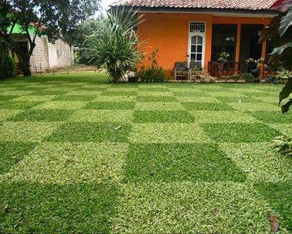 7 Jenis Rumput ini Bisa Digunakan untuk Mempercantik Pekarangan Rumah Kita Lho Gan!