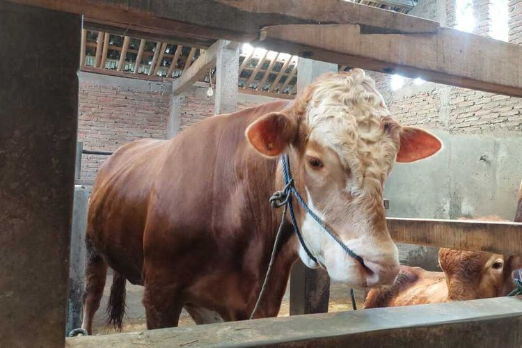 Presiden Jokowi Batal Beli Sapi Miliknya, Sukasno: Saya Kecewa