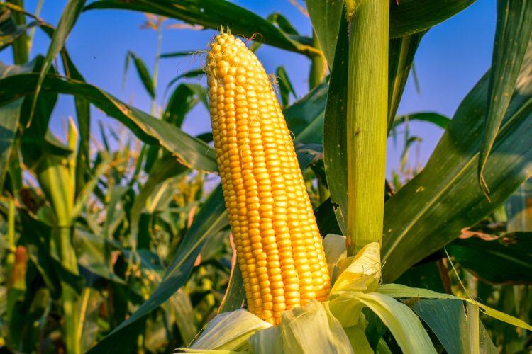 Mengenal Jenis-Jenis Jagung Manis Yang Populer