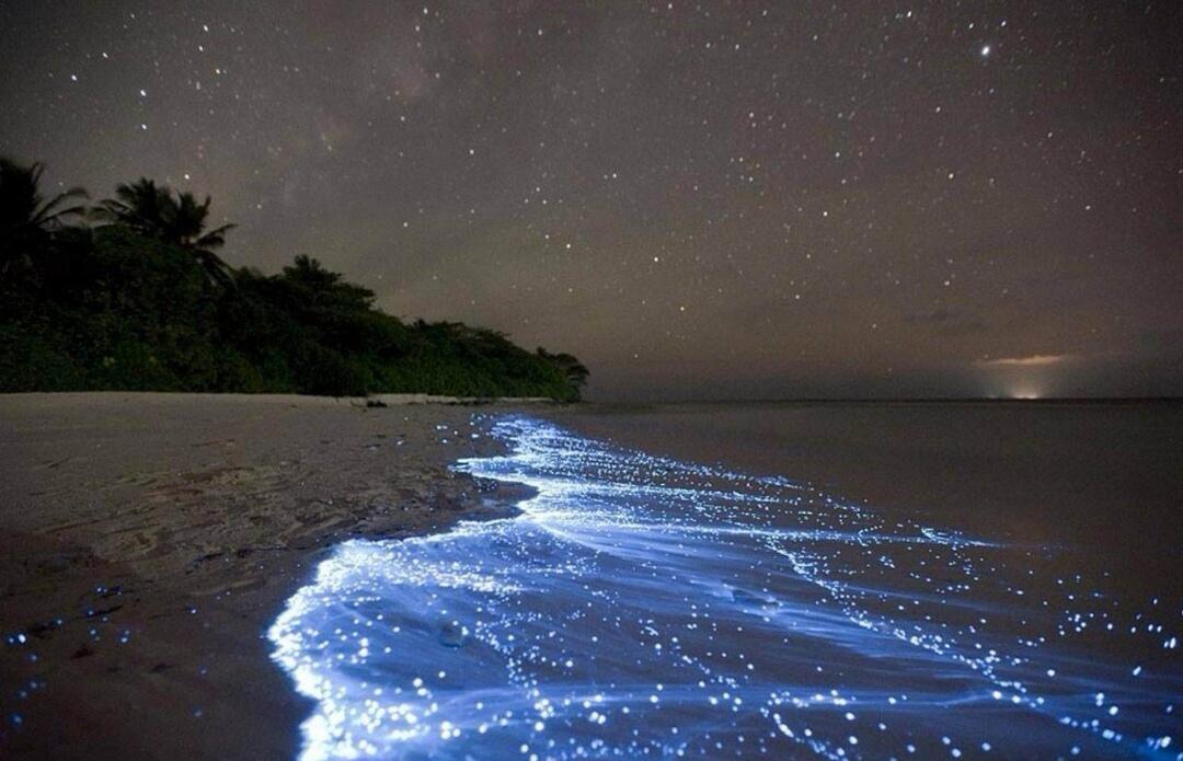 Apa Penyebab Fenomena laut bioluminesensi?