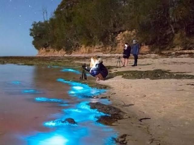 Apa Penyebab Fenomena laut bioluminesensi?