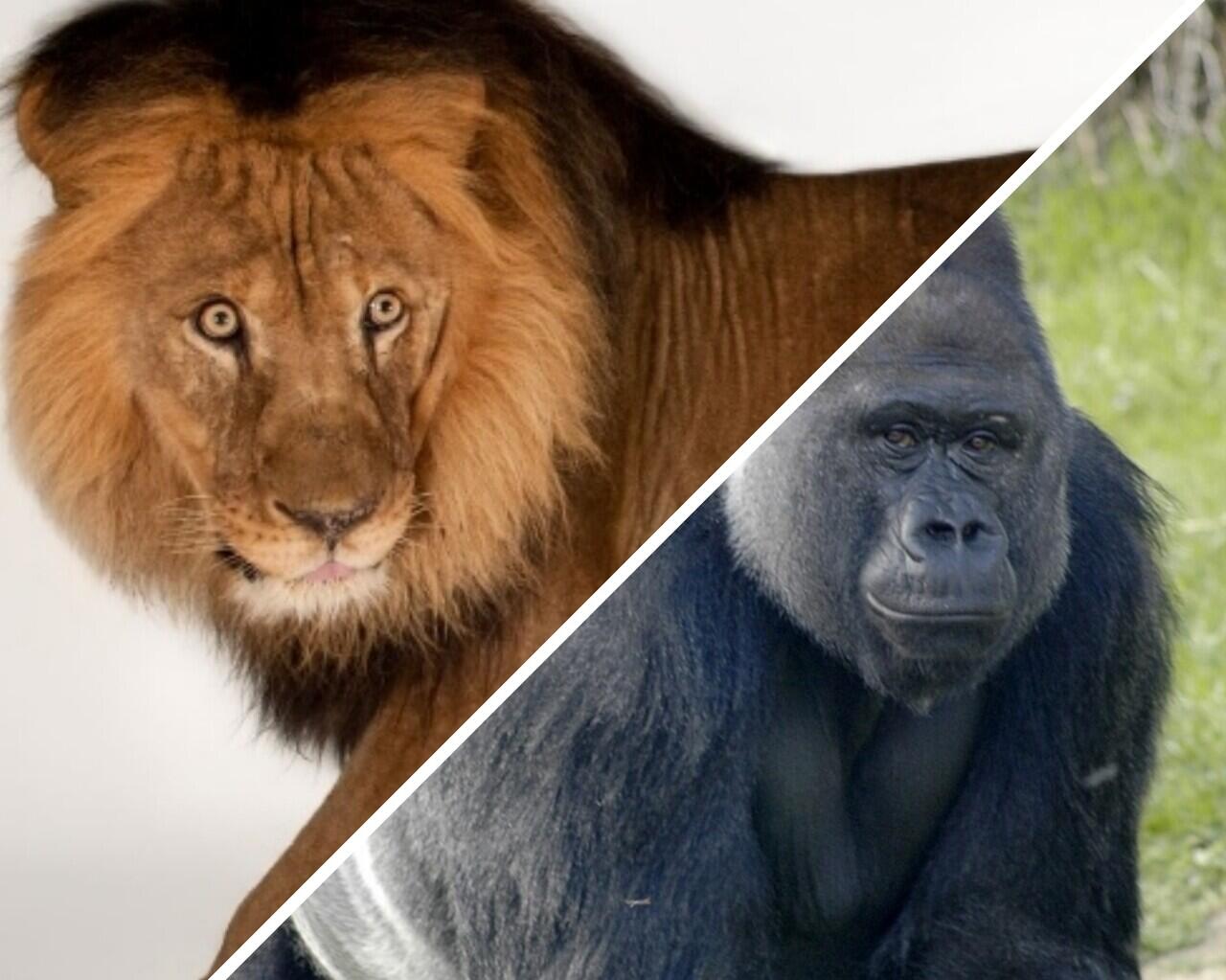 Singa vs Gorilla Siapakah yang Menang? Ini Dia Penjelasannya