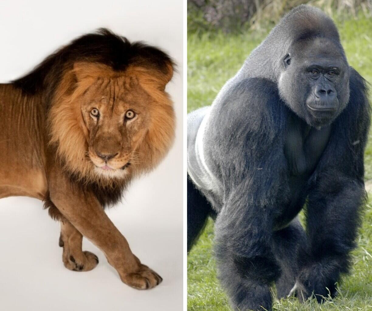 Singa vs Gorilla Siapakah yang Menang? Ini Dia Penjelasannya
