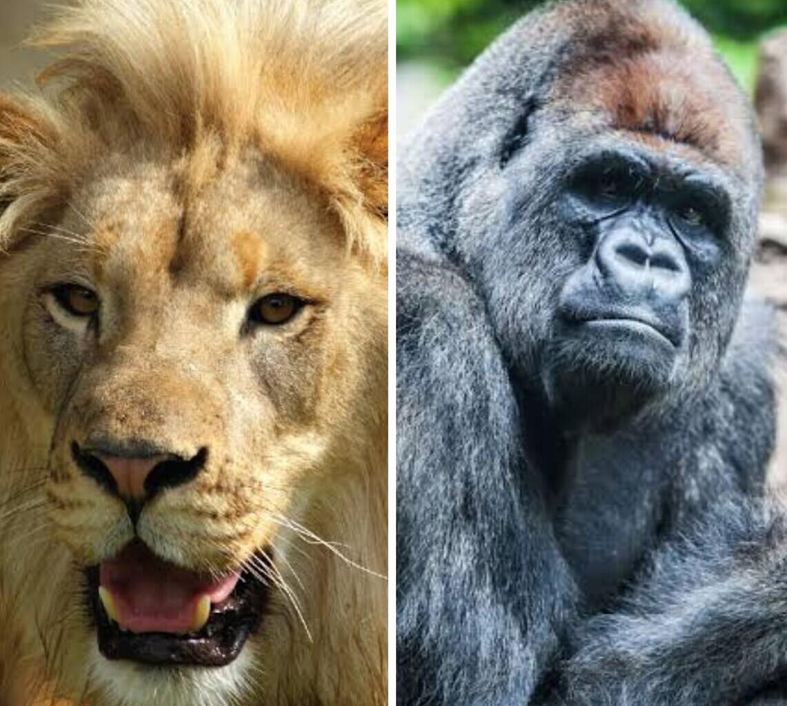 Singa vs Gorilla Siapakah yang Menang? Ini Dia Penjelasannya