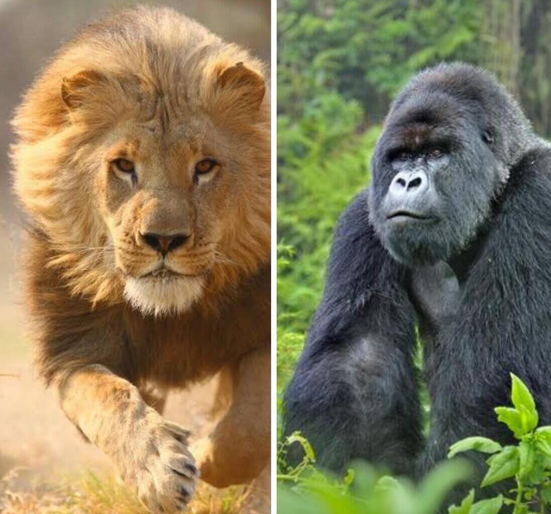 Singa vs Gorilla Siapakah yang Menang? Ini Dia Penjelasannya