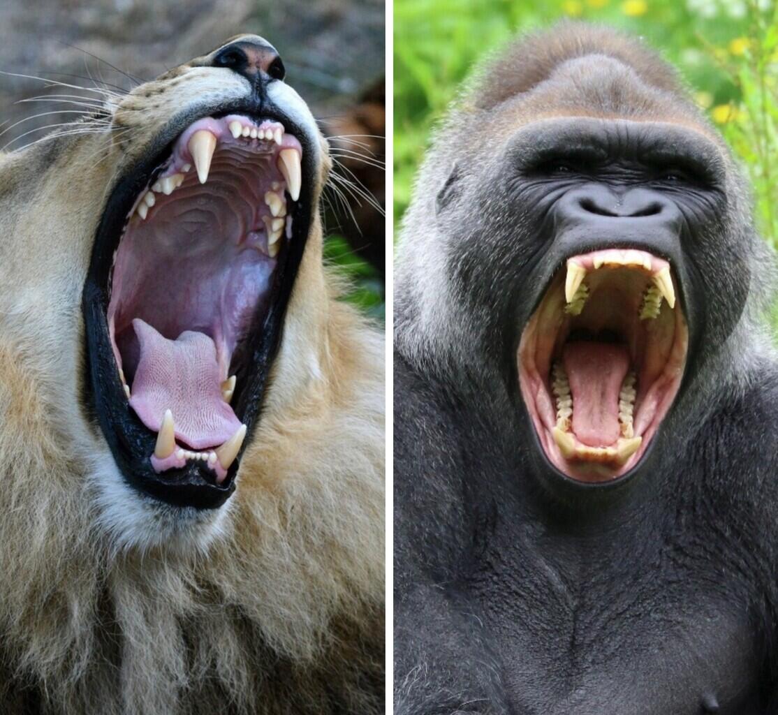 Singa vs Gorilla Siapakah yang Menang? Ini Dia Penjelasannya