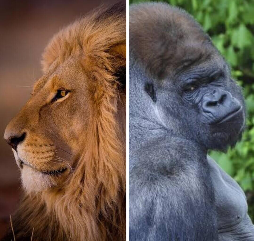 Singa vs Gorilla Siapakah yang Menang? Ini Dia Penjelasannya