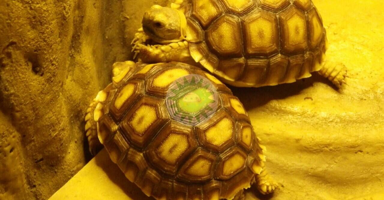 Pertumbuhan Kura Darat Sulcata
