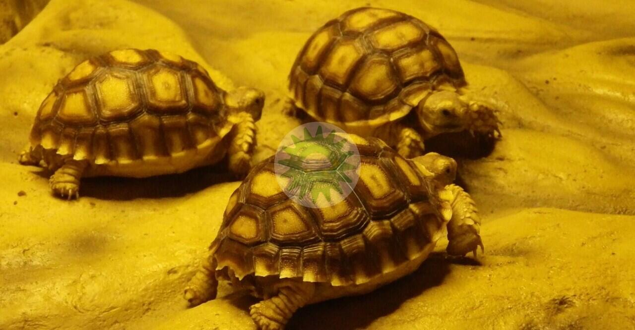 Membedakan Kelamin Bayi Sulcata