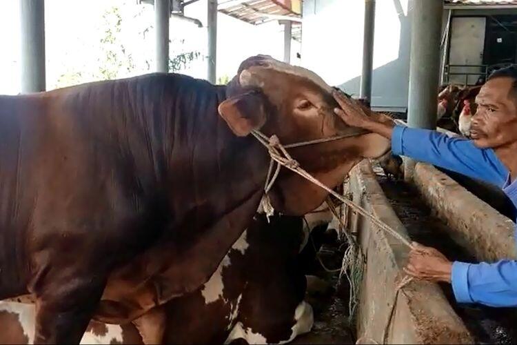 Viral Sapi Sembunyi di Bawah Got, Diduga Takut Jadi Kurban