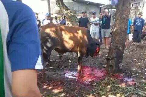 Viral Sapi Disembelih Hidup Lagi di Depok, Begini Penjelasannya!