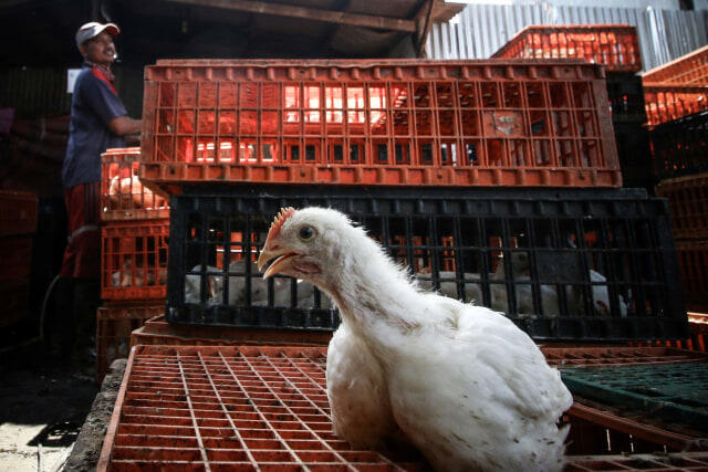 Viral Rumah Potong Ayam di Jakarta Ditutup Paksa Ormas, Pengusahanya Dipukuli