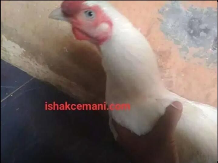 Ayam Putih Mulus Tembus Mata Putih Paruh Putih Kaki Putih Jantan Dewasa