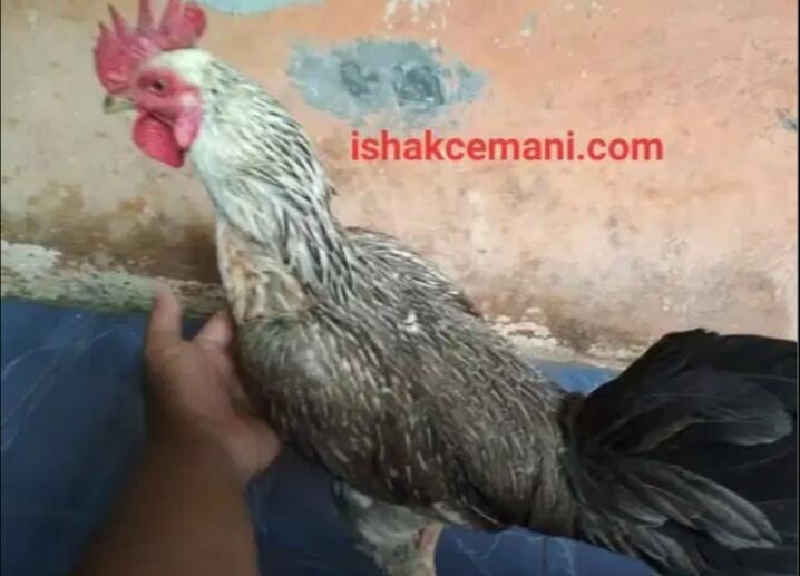 Ayam Bulbi ( Bulu Biang ) Jantan Dewasa Langka