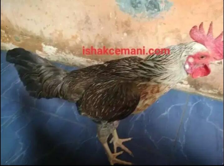 Ayam Bulbi ( Bulu Biang ) Jantan Dewasa Langka