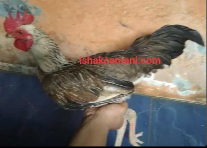Ayam Bulbi ( Bulu Biang ) Jantan Dewasa Langka