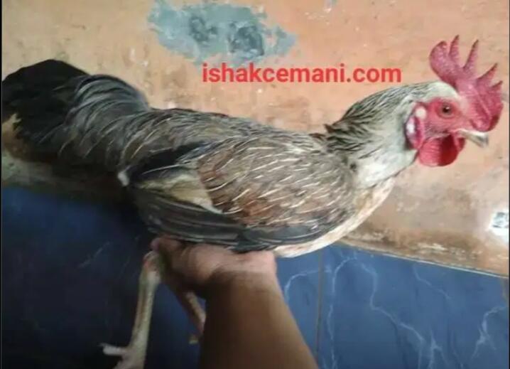 Ayam Bulbi ( Bulu Biang ) Jantan Dewasa Langka