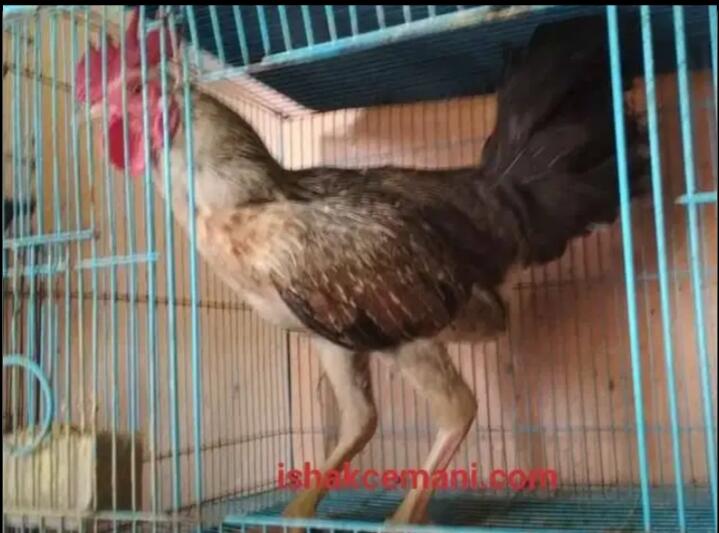 Ayam Bulbi ( Bulu Biang ) Jantan Dewasa Langka