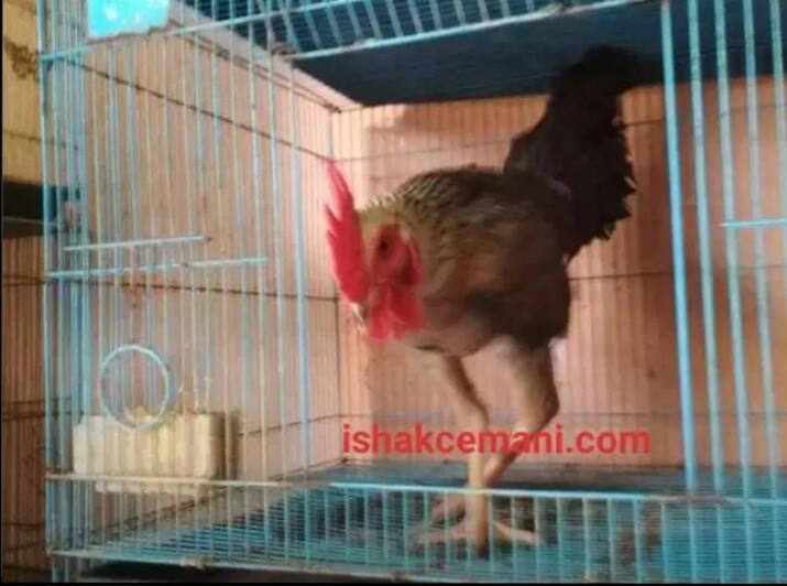 Ayam Bulbi ( Bulu Biang ) Jantan Dewasa Langka