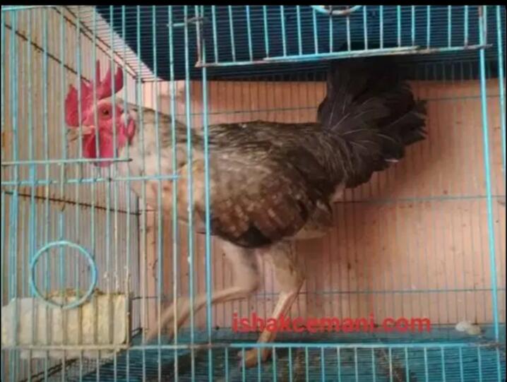 Ayam Bulbi ( Bulu Biang ) Jantan Dewasa Langka