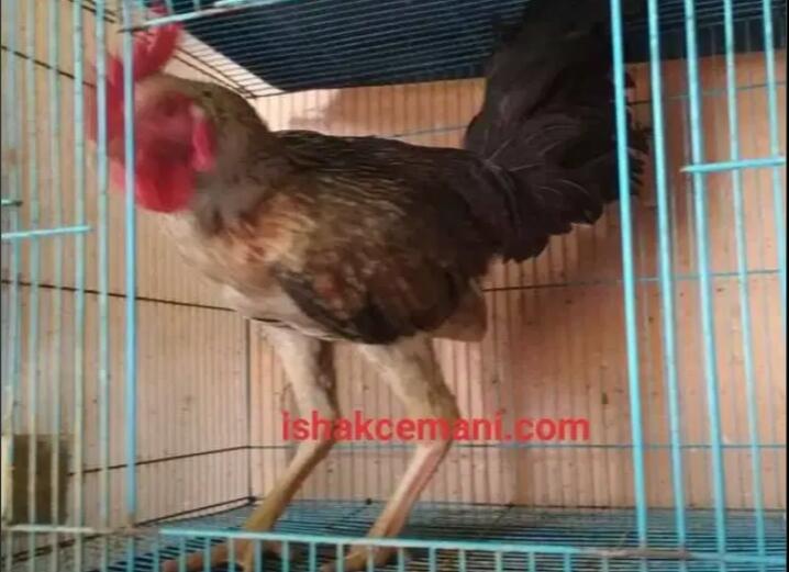 Ayam Bulbi ( Bulu Biang ) Jantan Dewasa Langka