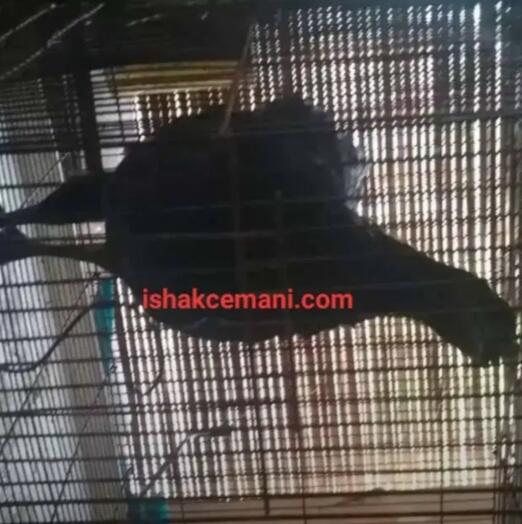 Obral Super Murah Ayam Cemani Betina Dewasa Beli Dua Gratis Satu