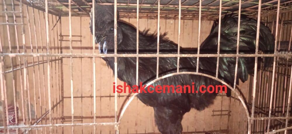 Cara Mudah Mengenali Ayam Cemani Asli