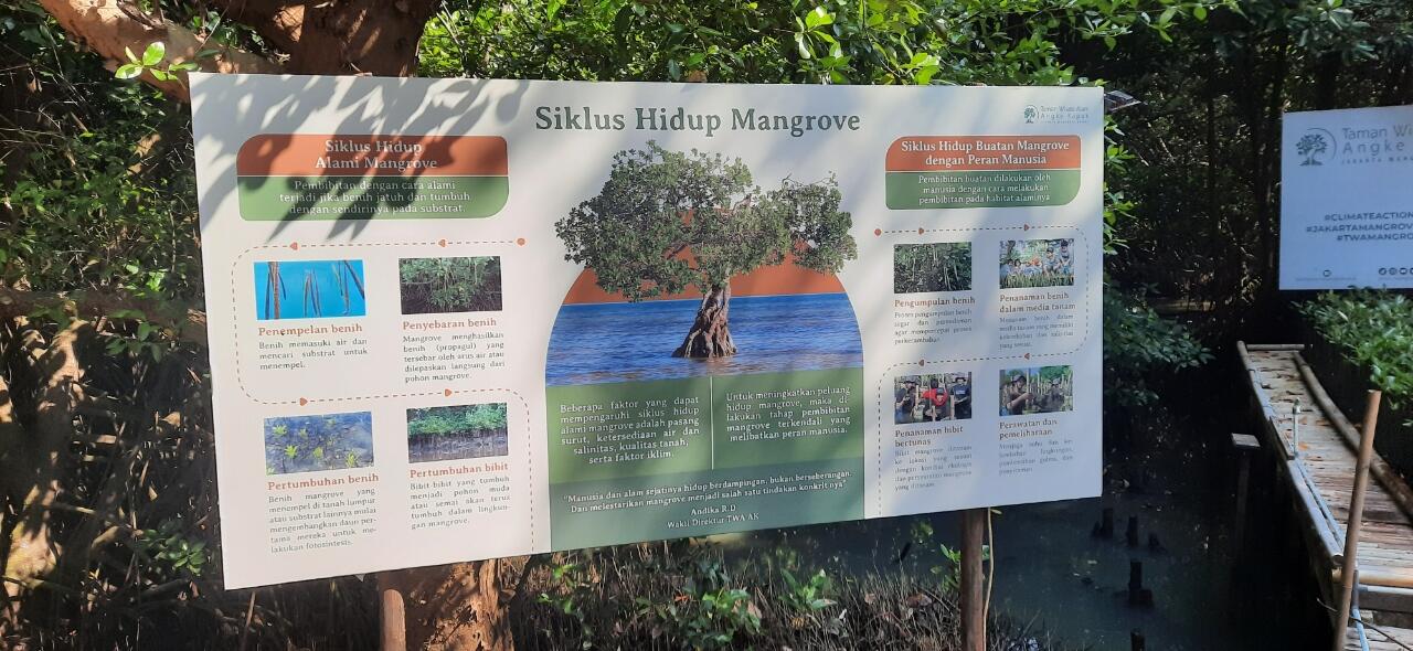 Wisata Alam Bebas Di Taman Wisata Mangrove