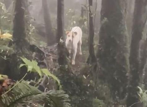 Mengenal Moli, Anjing Putih Pemandu Jalan Para Pendaki di Gunung Salak

