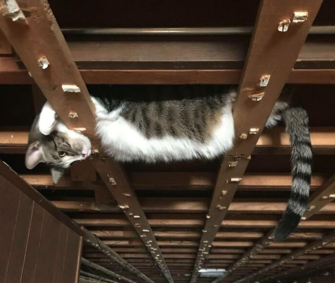 7 Potret yang Menunjukkan Gravitasi Tidak Berlaku Bagi Kucing