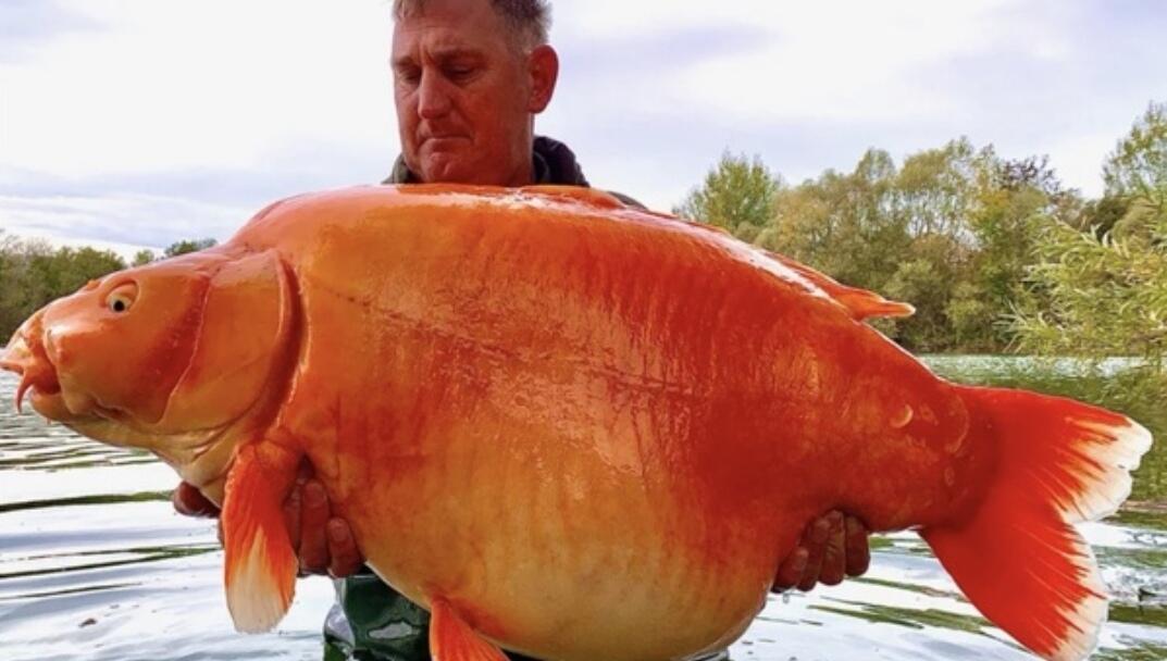 Tidak Ada yang Menyangka, Amerika &amp; Canada Menyatakan Perang Dengan Ikan ini