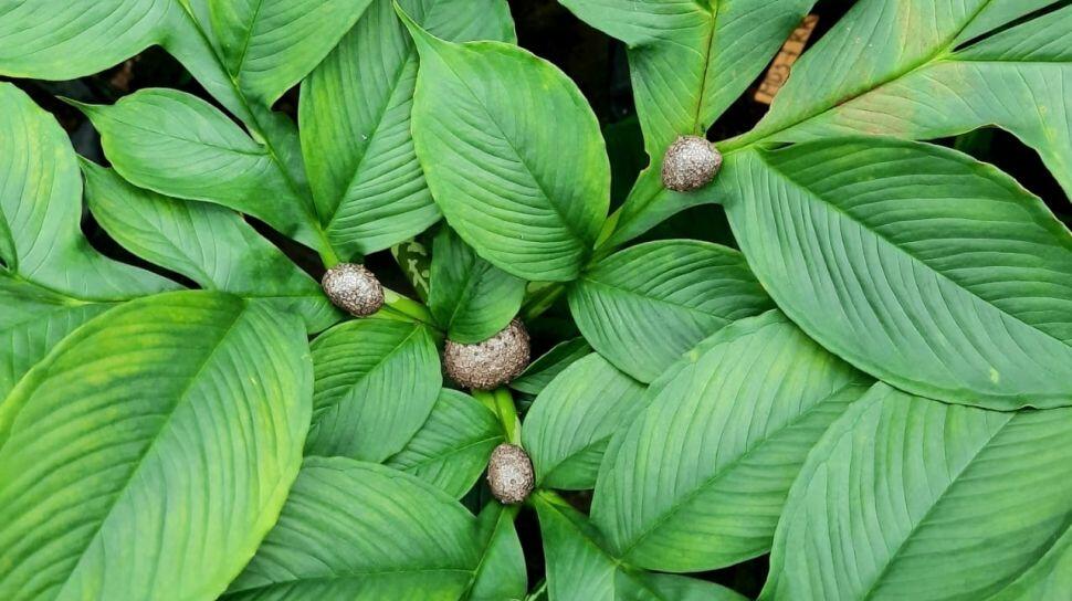 Manfaat Porang untuk Kesehatan Tubuh yang Luar Biasa