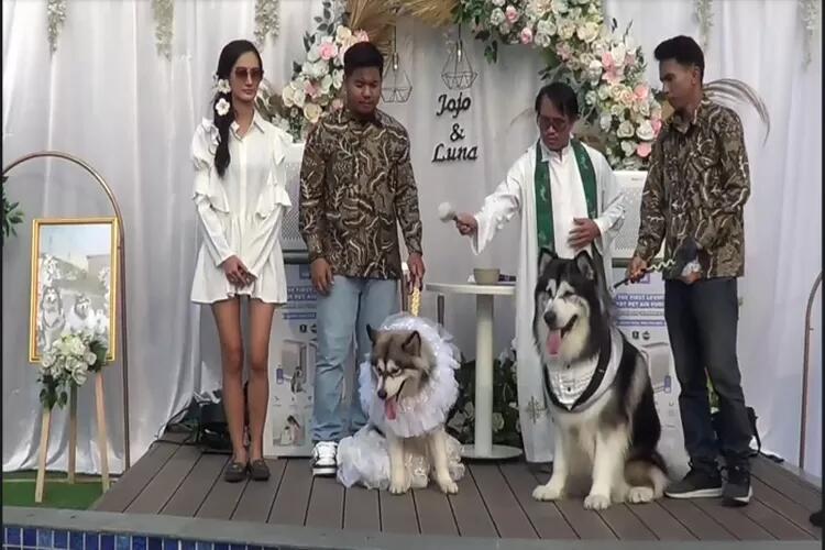 Heboh Pernikahan Anjing di Gelar Mewah di PIK Habiskan Biaya 200 Juta, Apakah Wajar?