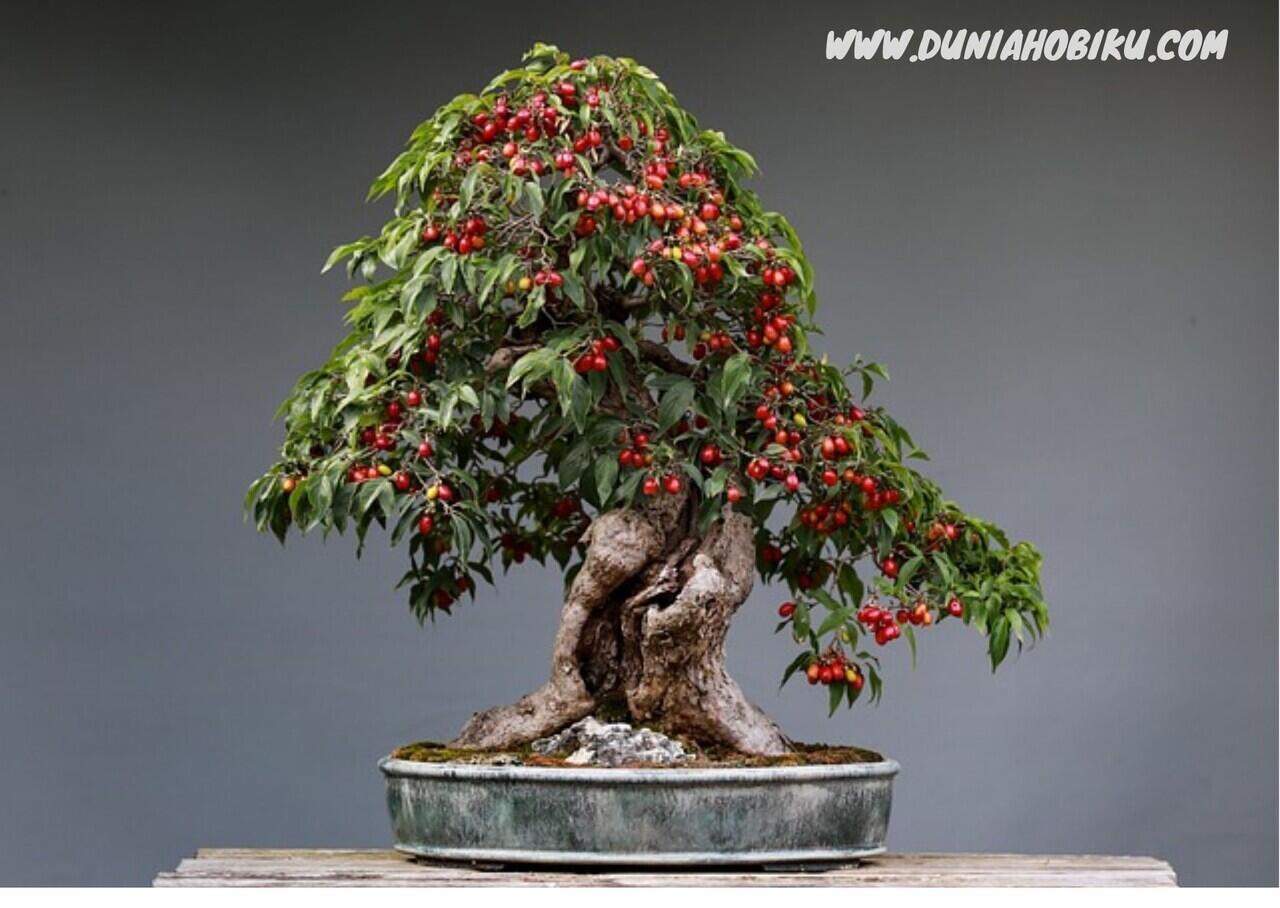 5 Langkah Cara Membuat Bonsai Tanaman Buah untuk Pemula