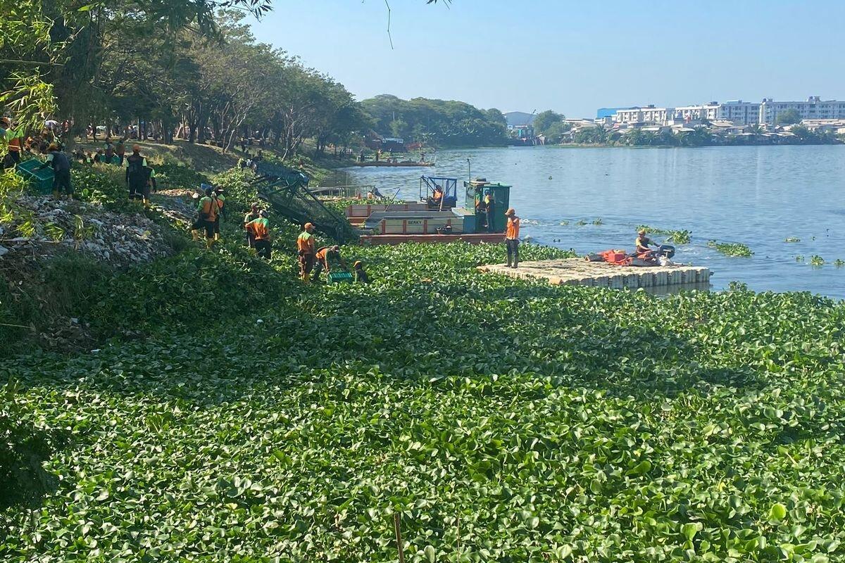 Bahu-membahu Membersihkan Waduk Pluit yang Dipenuhi Eceng Gondok...