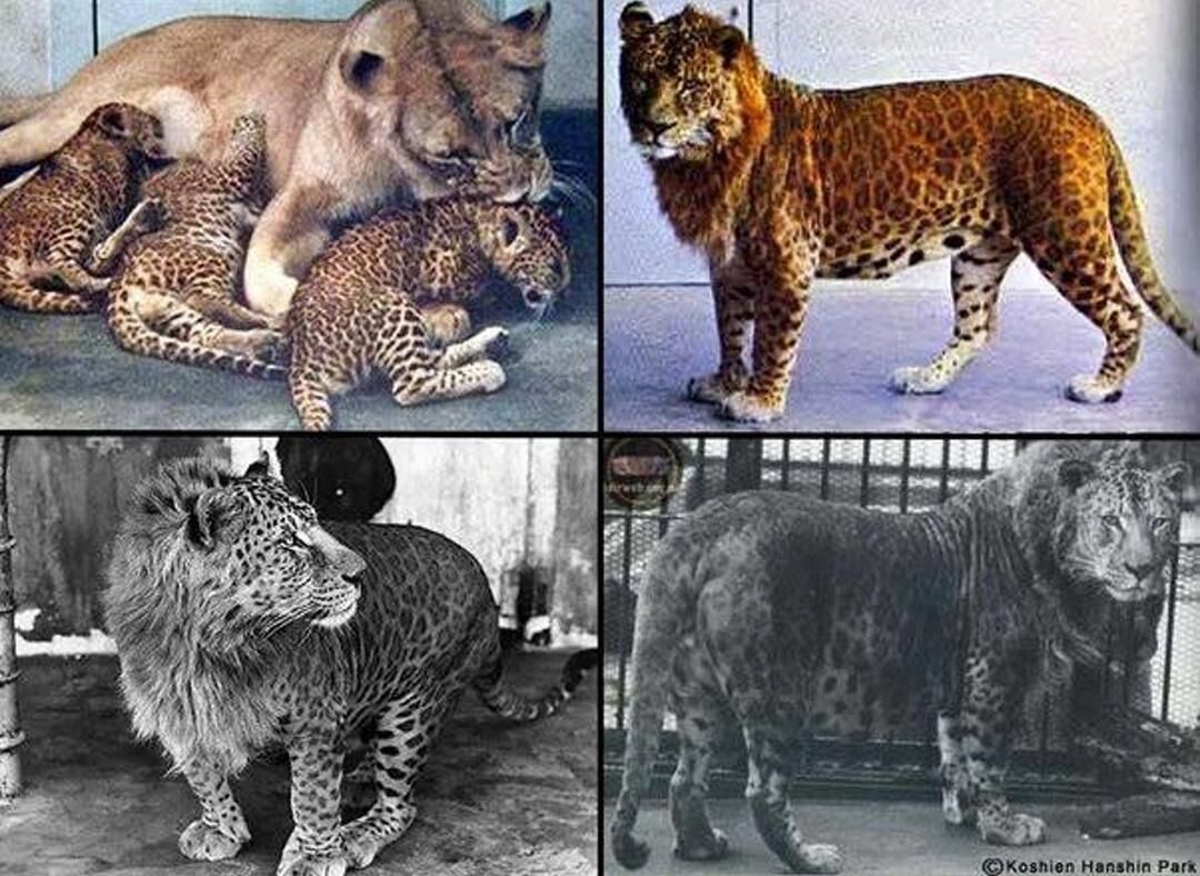 Leopon — Mengapa Hewan ini Nihil di Alam Liar Padahal Sebenarnya Memungkinkan? 