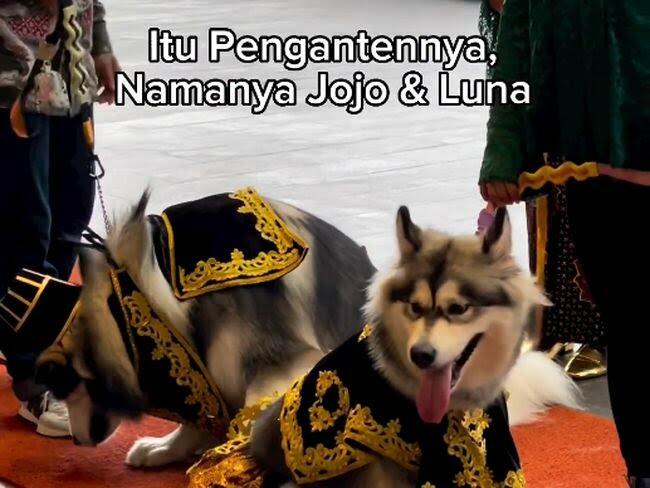 Dianggap Lecehkan Adat Jawa, Pernikahan Anjing di PIK Panen Kecaman!