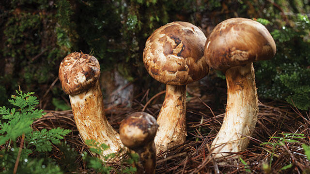 Manfaat Jamur Matsutake untuk Kesehatan Tubuh &#91;Kompetisi KGPT&#93;