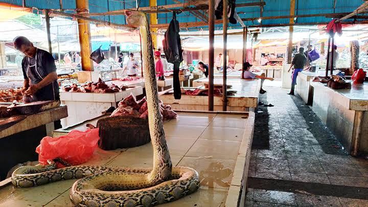 Pasar Tomohon Resmi Larang Perdagangan Daging Anjing dan Kucing? Ini Dia Alasannya!