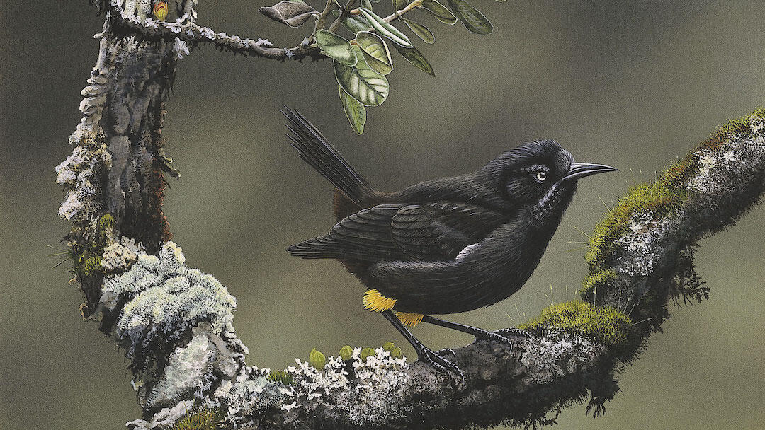 Kauaʻi Oʻo: Burung Endemik yang Telah Punah