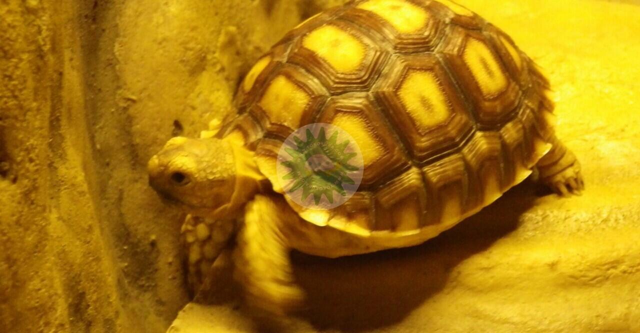 Pengaruh Pola Makan terhadap Kesehatan Kura-kura Darat