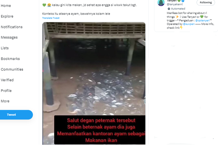 Bikin Jijik? Ternak Lele Diatas Terdapat Kandang Ayam, Tapi ini Tanggapan Pakar Gizi!