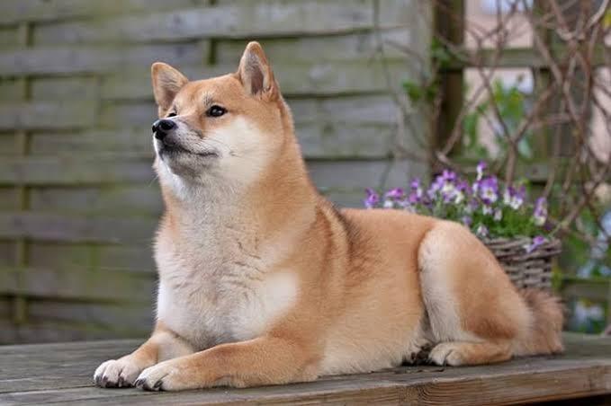 Berapa Biaya Perawatan Anjing Kesayanganmu?