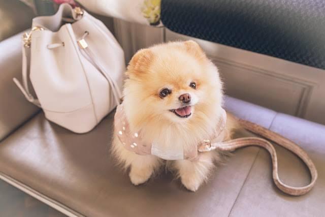 Berapa Biaya Perawatan Anjing Kesayanganmu?