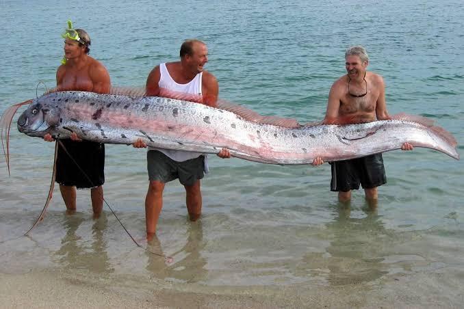 Oarfish! Penghuni Laut Pertanda Bencana! Apa Benar?!!!