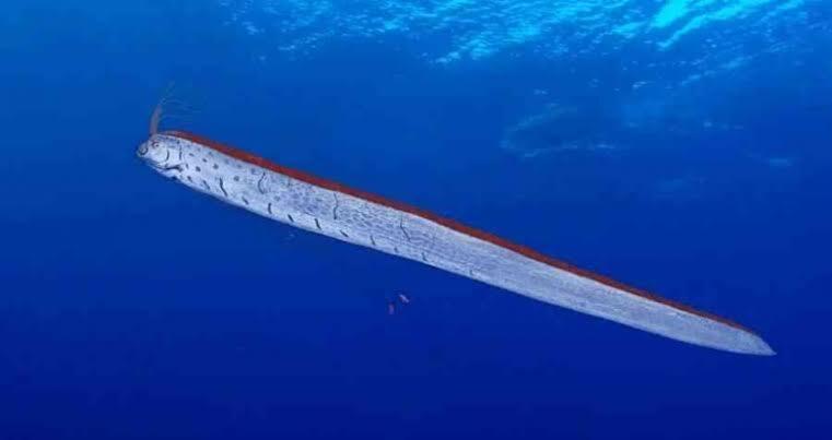 Oarfish! Penghuni Laut Pertanda Bencana! Apa Benar?!!!