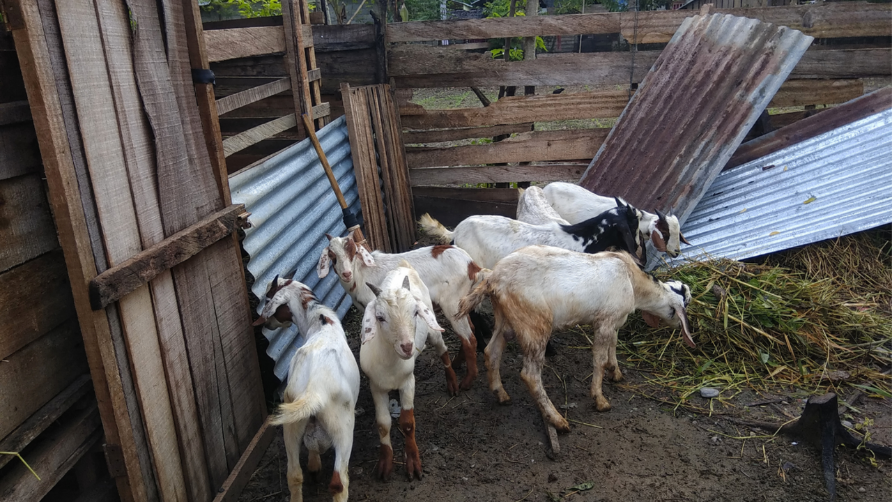 Cara Membuat Kandang Kambing yang Nyaman