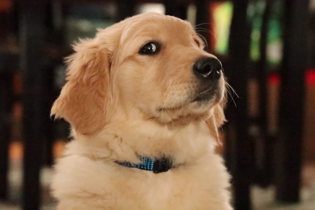 Fakta Menarik Tentang Golden Retriever &#91;Kompetisi KGPT&#93; 