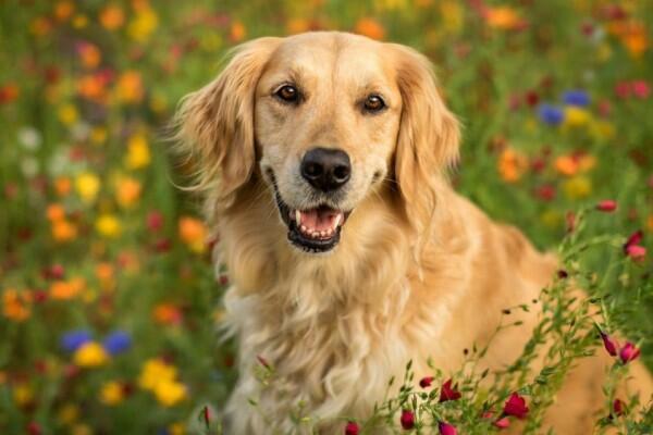 Fakta Menarik Tentang Golden Retriever &#91;Kompetisi KGPT&#93; 